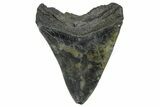 Fossil Megalodon Tooth - South Carolina #362445-1